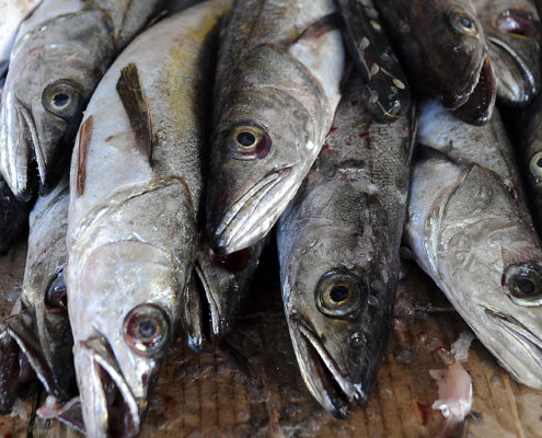 31 de Agosto del 2015/VALPARAISO
Pescadores de la Caleta el Membrillo limpian las pescadas después que anunciaron el comienzo de la veda de Merluza a contar del primero de Septiembre hasta el 30 la cual implica la prohibición de extracción y comercialización de de este recurso entre las regiones de Coquimbo y los Lagos.
FOTO: PABLO OVALLE ISASMENDI / AGENCIAUNO
